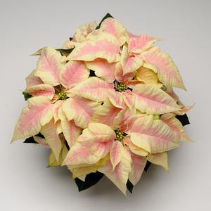 Poinsettia euphorbia pulcherrima 'Christmas Season Marble'