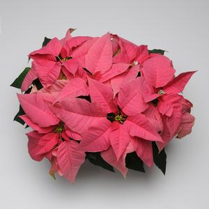 Poinsettia euphorbia pulcherrima 'Christmas Season Pink'