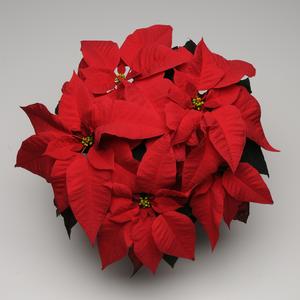 Poinsettia euphorbia pulcherrima 'Christmas Season Red'
