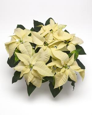 Poinsettia euphorbia pulcherrima 'Christmas Season White'
