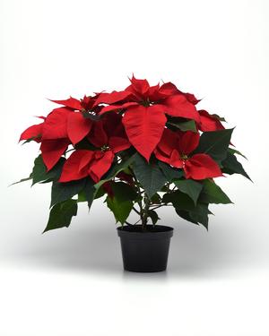 Poinsettia euphorbia pulcherrima 'Christmas Tradition Red'