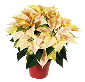 Poinsettia euphorbia pulcherrima 'Enduring Marble'