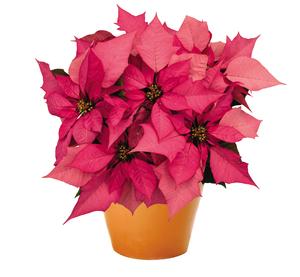 Poinsettia euphorbia pulcherrima 'Enduring Pink'