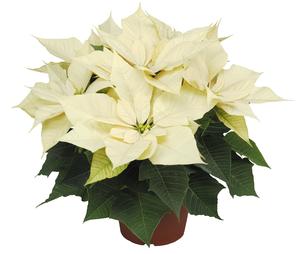 Poinsettia euphorbia pulcherrima 'Enduring White'
