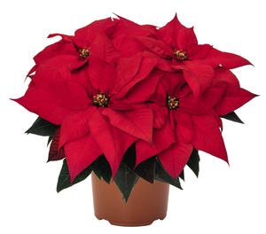 Poinsettia euphorbia pulcherrima 'Ferrara Red'