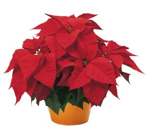 Poinsettia euphorbia pulcherrima 'Freedom Early Red'