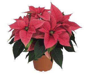 Poinsettia euphorbia pulcherrima 'Freedom Pink'