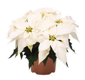 Poinsettia euphorbia pulcherrima 'Frozen White'