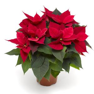 Poinsettia euphorbia pulcherrima 'Gemma Red'