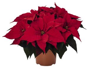 Poinsettia euphorbia pulcherrima 'Grande Italia'