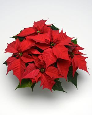 Poinsettia euphorbia pulcherrima 'Holly Berry Red'