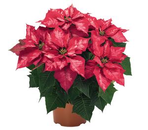 Poinsettia euphorbia pulcherrima 'Ice Punch'