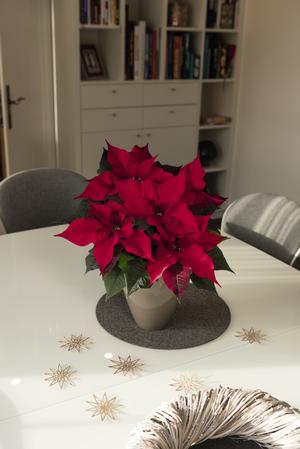 Poinsettia euphorbia pulcherrima 'Infinity Red'