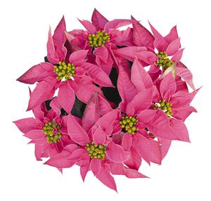 Poinsettia euphorbia pulcherrima 'J'Adore Hot Pink'
