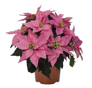 Poinsettia euphorbia pulcherrima 'J'Adore Pink'