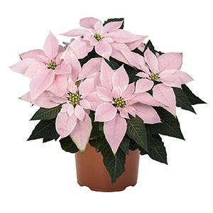 Poinsettia euphorbia pulcherrima 'J'Adore Soft Pink'