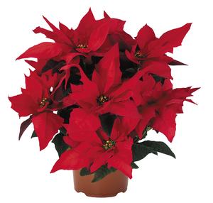 Poinsettia euphorbia pulcherrima 'Jester Red'