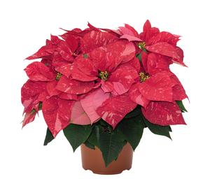 Poinsettia euphorbia pulcherrima 'Jubilee Jingle Bells'