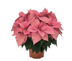 Poinsettia euphorbia pulcherrima 'Jubilee Pink'