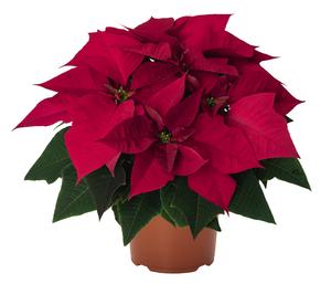 Poinsettia euphorbia pulcherrima 'Jubilee Red'