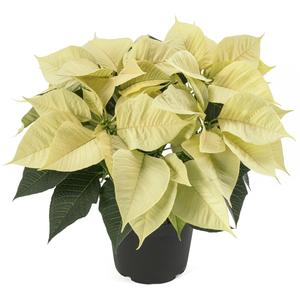 Poinsettia euphorbia pulcherrima 'Leona White'