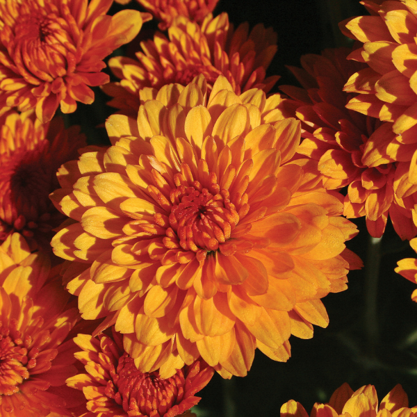 Mum chrysanthemum x morifolium 'Miranda Orange'