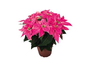 Poinsettia euphorbia pulcherrima 'Luv U Pink'