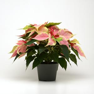 Poinsettia euphorbia pulcherrima 'Marbella'