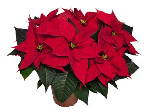 Poinsettia euphorbia pulcherrima 'Matinee Bright Red'