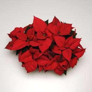 Poinsettia euphorbia pulcherrima 'Noel Red'