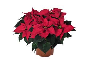 Poinsettia euphorbia pulcherrima 'Prima Donna Red'