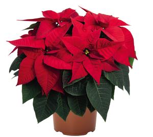 Poinsettia euphorbia pulcherrima 'Prima Red 2.0'