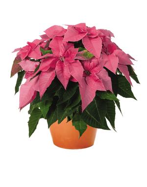 Poinsettia euphorbia pulcherrima 'Princettia Queen Pink'