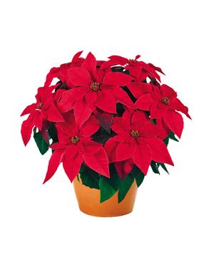 Poinsettia euphorbia pulcherrima 'Princettia Red'