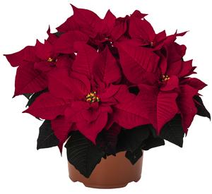 Poinsettia euphorbia pulcherrima 'Red Soul'