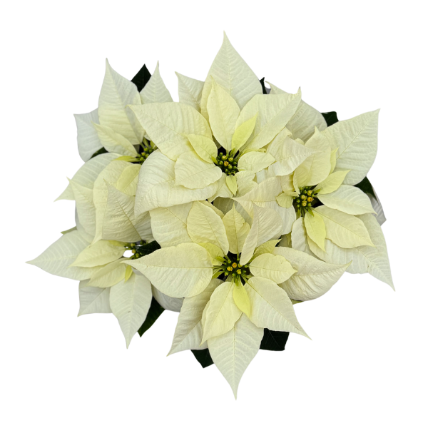 Poinsettia euphorbia pulcherrima 'Jack Frost Rinehart'