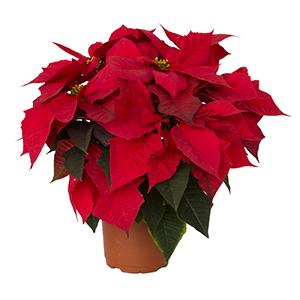 Poinsettia euphorbia pulcherrima 'Pepita Red'