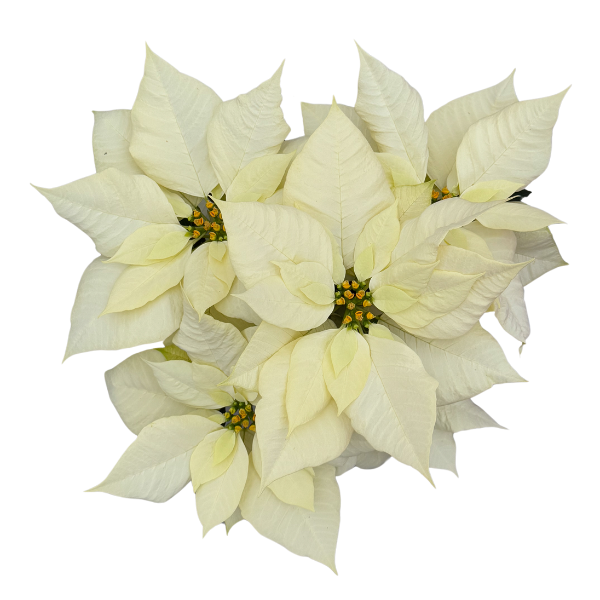 Poinsettia euphorbia pulcherrima 'Pure White Rinehart'