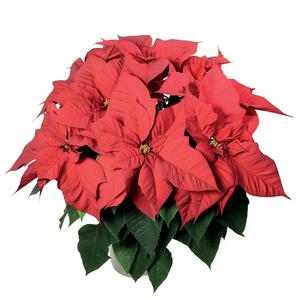 Poinsettia euphorbia pulcherrima 'Serena Red'
