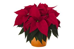 Poinsettia euphorbia pulcherrima 'Southern Belle'