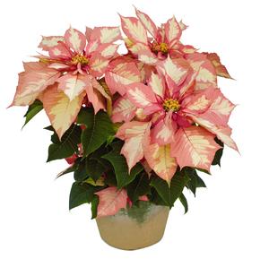 Poinsettia euphorbia pulcherrima 'Sparkling Punch'