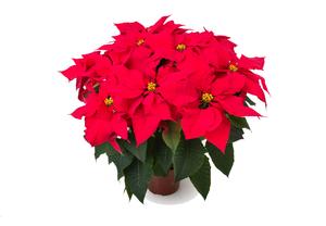 Poinsettia euphorbia pulcherrima 'Tikal Red'
