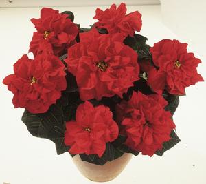 Poinsettia euphorbia pulcherrima 'Valentine'