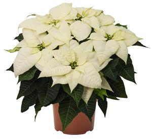 Poinsettia euphorbia pulcherrima 'White Wonder'