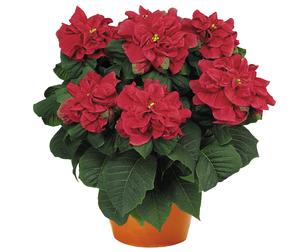 Poinsettia euphorbia pulcherrima 'Winter Rose Dark Red'