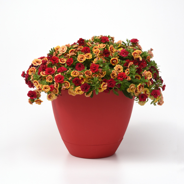 Trixi® 'Double the Heat'