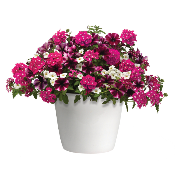 Trixi® 'Raspberry Sorbet'