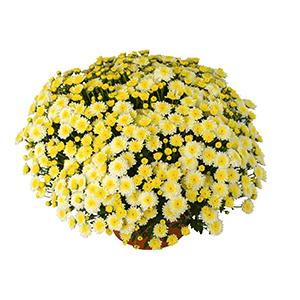 Mum chrysanthemum x morifolium 'Addison White'