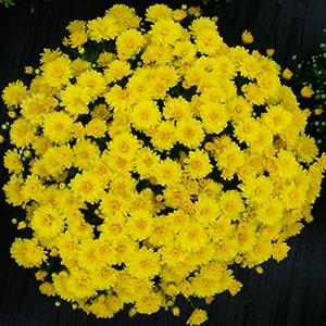 Mum chrysanthemum x morifolium 'Allegra Yellow'