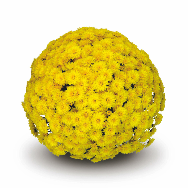 Mum chrysanthemum x morifolium 'Allegra Yellow'
